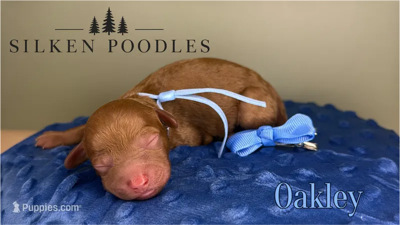 Oakley – Poodle - Miniature  puppy for sale in Gustine, CA