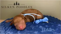 Oakley, a male Poodle - Miniature  for sale in Gustine, CA – 1 of 1