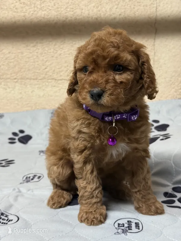 Poppy – Poodle - Miniature  puppy for sale in Gustine, CA