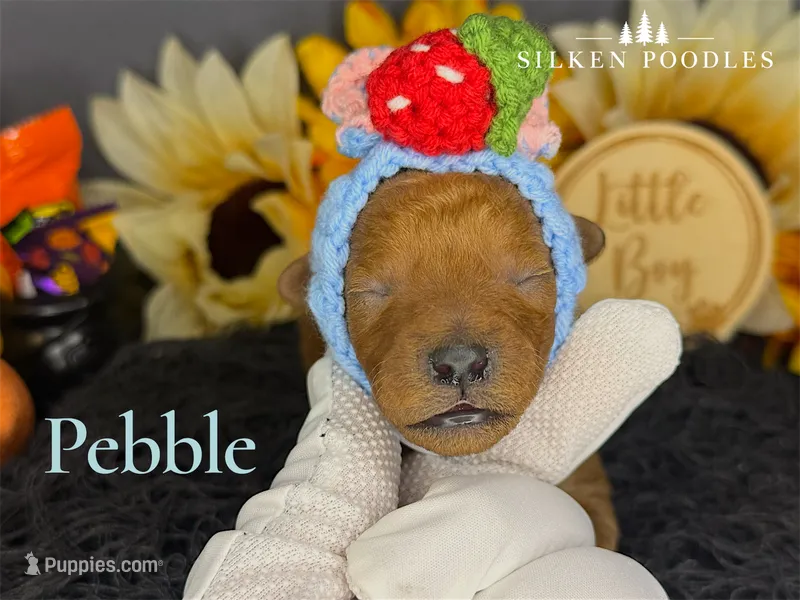 Pebble – Poodle - Miniature  puppy for sale in Gustine, CA