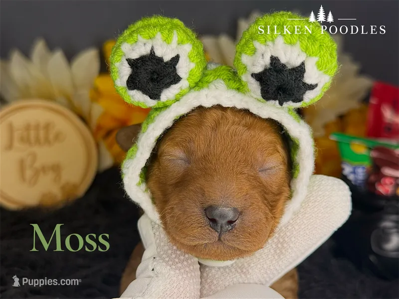 Moss – Poodle - Miniature  puppy for sale in Gustine, CA