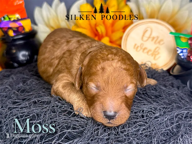 Moss – Poodle - Miniature  puppy for sale in Gustine, CA