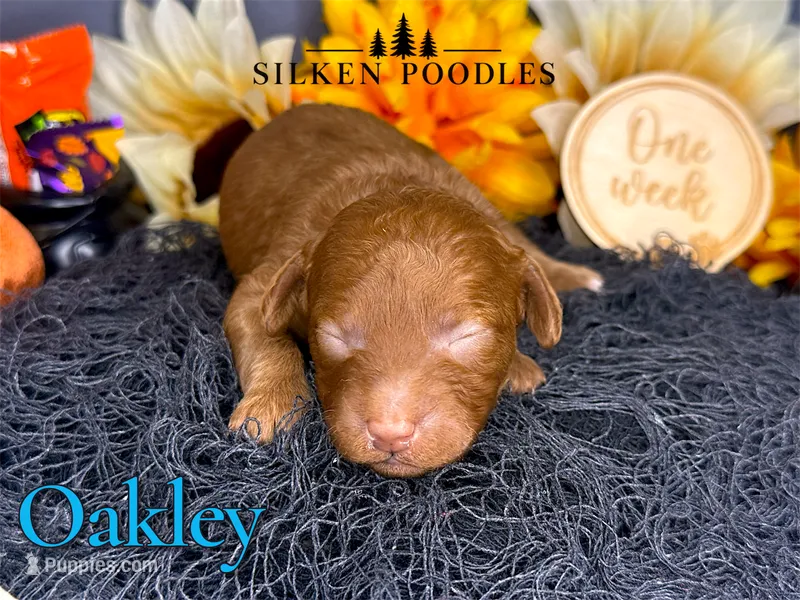 Oakley – Poodle - Miniature  puppy for sale in Gustine, CA