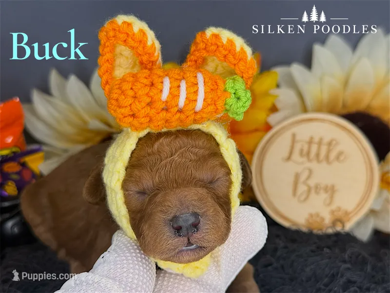 Buck – Poodle - Miniature  puppy for sale in Gustine, CA