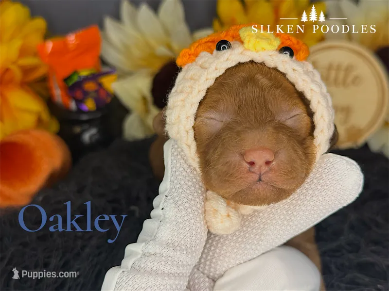 Oakley – Poodle - Miniature  puppy for sale in Gustine, CA