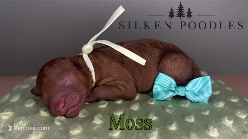 Moss – Poodle - Miniature  puppy for sale in Gustine, CA