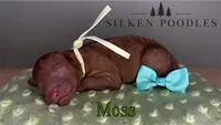Moss, a male Poodle - Miniature  for sale in Gustine, CA – 1 of 1