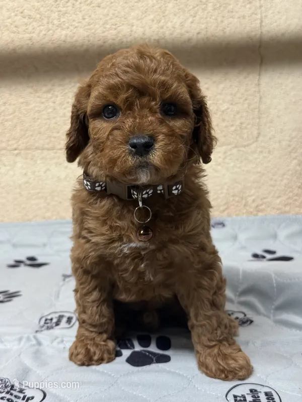 Flora – Poodle - Miniature  puppy for sale in Gustine, CA
