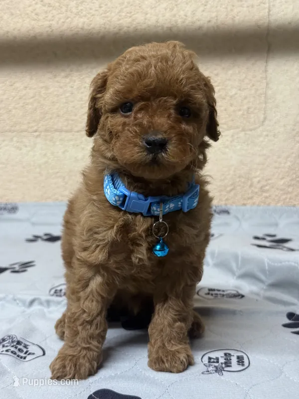 Pebble – Poodle - Miniature  puppy for sale in Gustine, CA