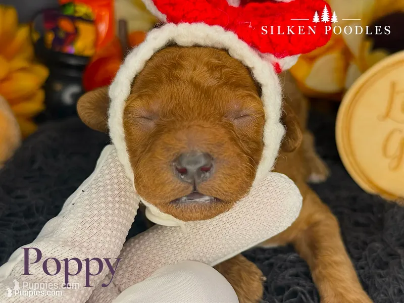 Poppy – Poodle - Miniature  puppy for sale in Gustine, CA
