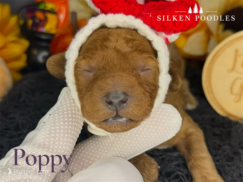 Poppy – Poodle - Miniature  puppy for sale in Gustine, CA