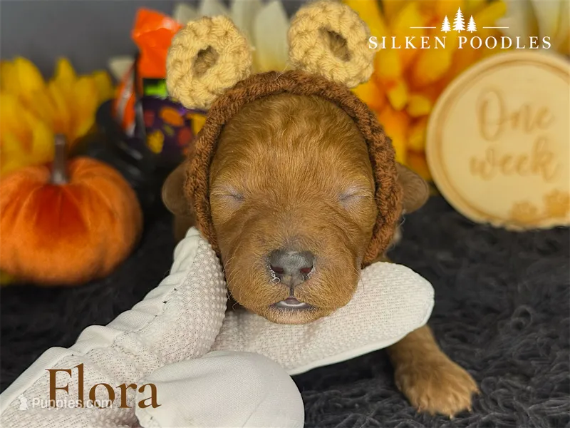 Flora – Poodle - Miniature  puppy for sale in Gustine, CA