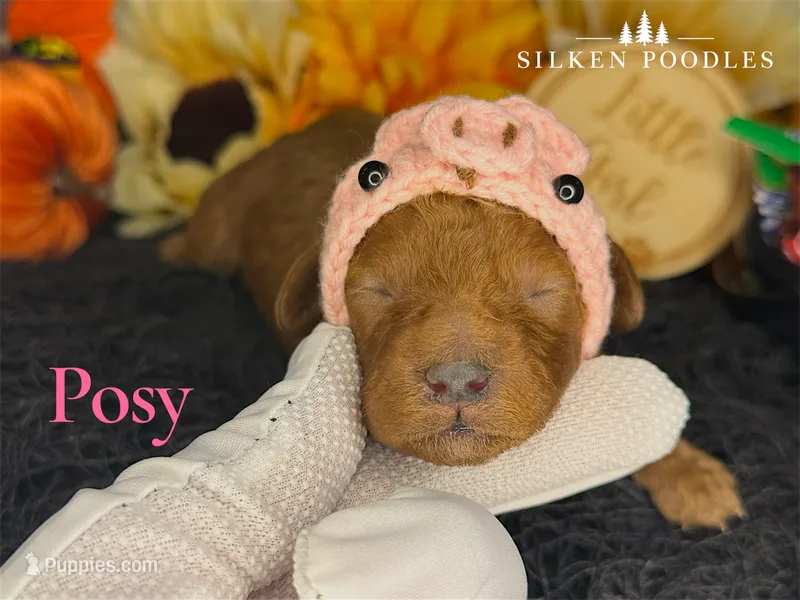 Posy – Poodle - Miniature  puppy for sale in Gustine, CA