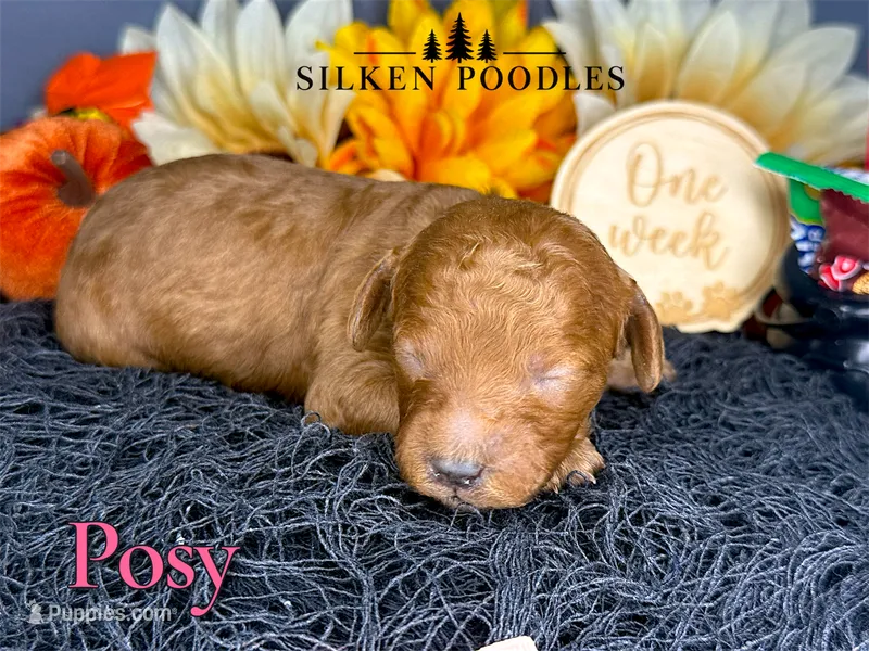 Posy – Poodle - Miniature  puppy for sale in Gustine, CA