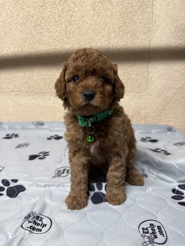 Moss – Poodle - Miniature  puppy for sale in Gustine, CA