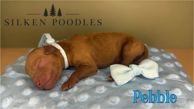 Pebble – Poodle - Miniature  puppy for sale in Gustine, CA