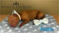Pebble, a male Poodle - Miniature  for sale in Gustine, CA – 1 of 1