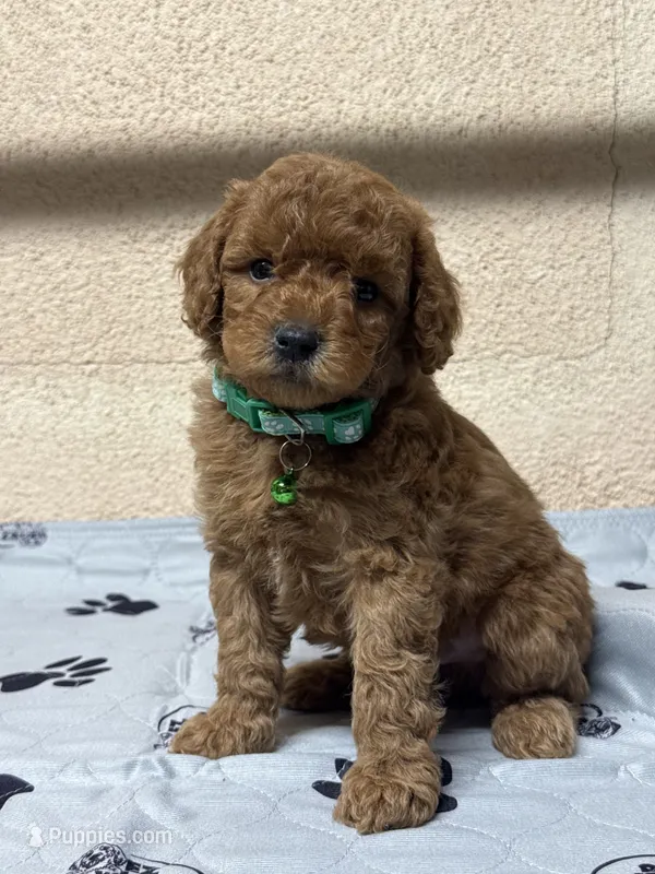 Buck – Poodle - Miniature  puppy for sale in Gustine, CA