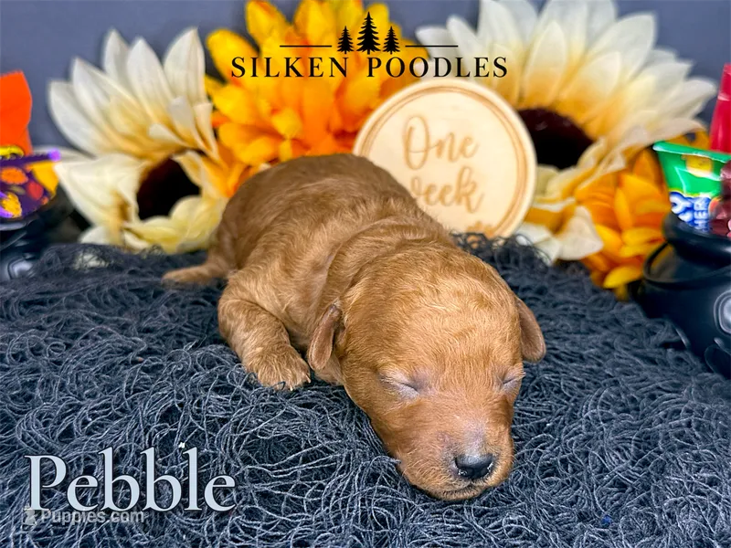 Pebble – Poodle - Miniature  puppy for sale in Gustine, CA