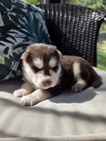 Derek, a male Siberian Husky for sale in Bonney Lake, WA – 5 of 8