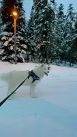 Yarik, a male Siberian Husky for sale in Bonney Lake, WA – 4 of 6