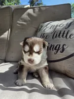 Derek, a male Siberian Husky for sale in Bonney Lake, WA – 3 of 8