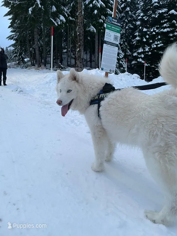 Yarik – Siberian Husky puppy for sale in Bonney Lake, WA