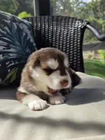 Derek, a male Siberian Husky for sale in Bonney Lake, WA – 4 of 8