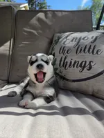 Julie , a female Siberian Husky for sale in Bonney Lake, WA – 1 of 2
