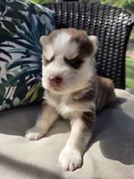 Yarik, a male Siberian Husky for sale in Bonney Lake, WA – 3 of 6