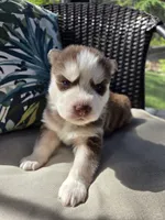 Yarik, a male Siberian Husky for sale in Bonney Lake, WA – 2 of 6