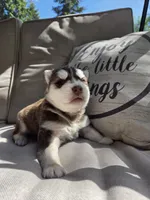Benny, a male Siberian Husky for sale in Bonney Lake, WA – 2 of 4