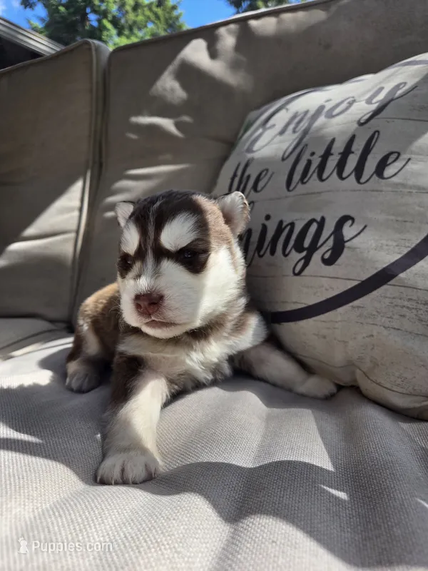Benny – Siberian Husky puppy for sale in Bonney Lake, WA