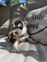 Benny, a male Siberian Husky for sale in Bonney Lake, WA – 1 of 4
