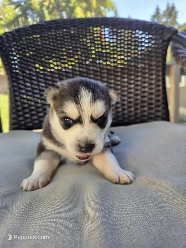 Julie  – Siberian Husky puppy for sale in Bonney Lake, WA