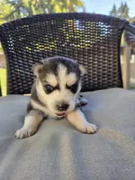 Julie , a female Siberian Husky for sale in Bonney Lake, WA – 1 of 5