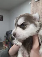Benny, a male Siberian Husky for sale in Bonney Lake, WA – 4 of 4