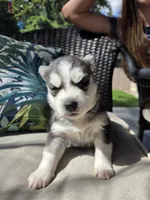Julie , a female Siberian Husky for sale in Bonney Lake, WA – 3 of 5