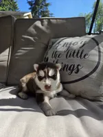 Benny, a male Siberian Husky for sale in Bonney Lake, WA – 3 of 4