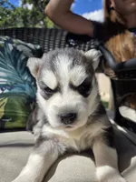 Julie , a female Siberian Husky for sale in Bonney Lake, WA – 4 of 5