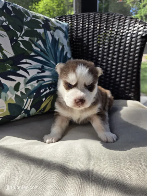 Yarik – Siberian Husky puppy for sale in Bonney Lake, WA