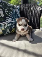 Yarik, a male Siberian Husky for sale in Bonney Lake, WA – 1 of 6