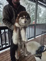 Derek, a male Siberian Husky for sale in Bonney Lake, WA – 8 of 8
