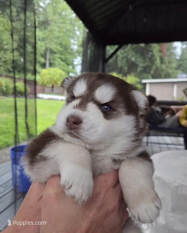 Derek – Siberian Husky puppy for sale in Bonney Lake, WA