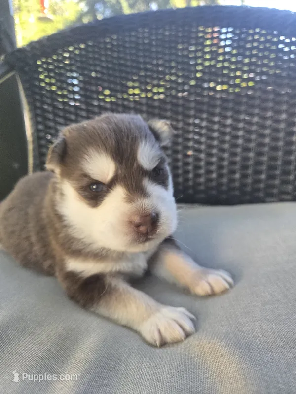 Derek – Siberian Husky puppy for sale in Bonney Lake, WA