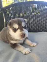 Derek, a male Siberian Husky for sale in Bonney Lake, WA – 1 of 8