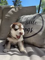 Derek, a male Siberian Husky for sale in Bonney Lake, WA – 2 of 8