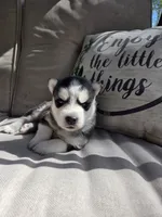 Julie , a female Siberian Husky for sale in Bonney Lake, WA – 5 of 5