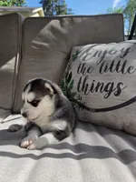 Julie , a female Siberian Husky for sale in Bonney Lake, WA – 2 of 2