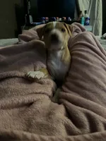 Georgie, a male American Pit Bull Terrier for sale in Findlay, OH – 4 of 5